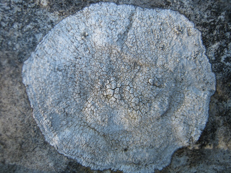 Aspicilia: Variet�